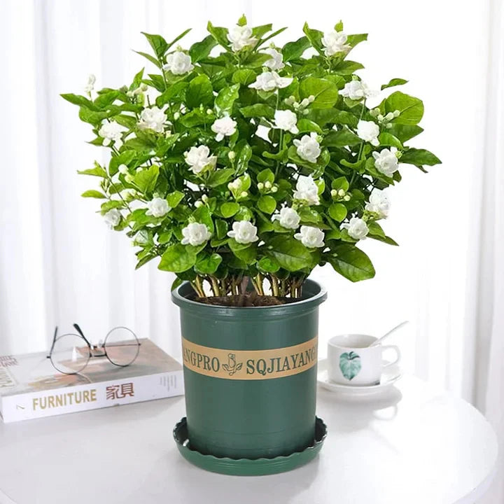 🔥LAST DAY Promotion 49% OFF 🌸Beautiful Jasmine seeds(Can be planted in winter)-8POP