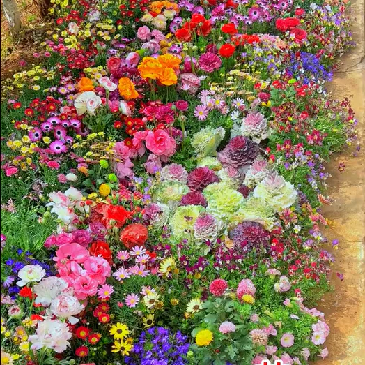 🌸 All-Season Mixed Perennial Flowers Seeds – 90+ Varieties, Bloom All Year!-8AOE1