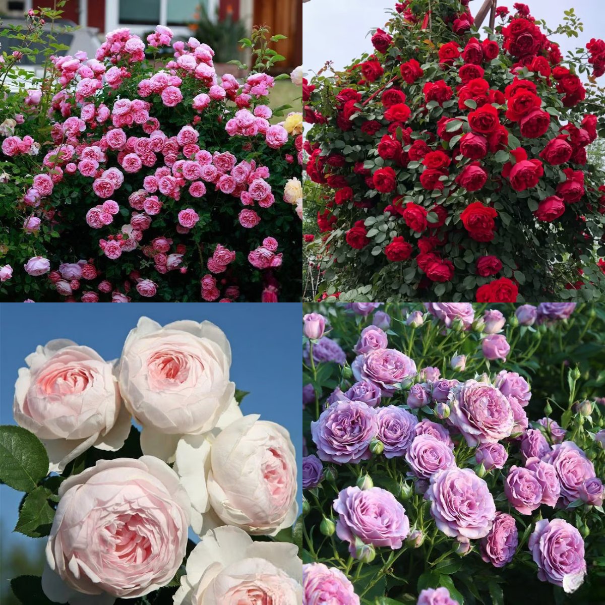 🌸🏆 75K+ SOLD! - Rare Rosa Eden Climbing Rose Seeds — Easy to Grow, Fragrant, Perennial Blooms - 8POP