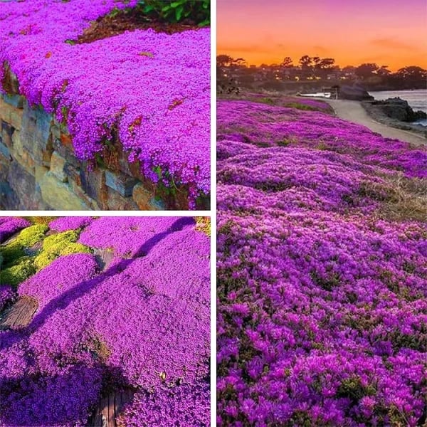 ✨Year-Round Creeping Thyme Seeds🏡| Create your perfect lawn here🌼-8POP