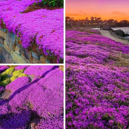 ✨Year-Round Creeping Thyme Seeds🏡| Create your perfect lawn here🌼-8POP