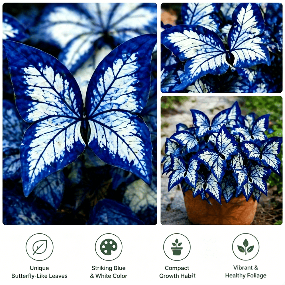 🦋 Moonlight Butterfly Flower Seeds – Stunning Rare Blooms That Transform Any Garden-8POP