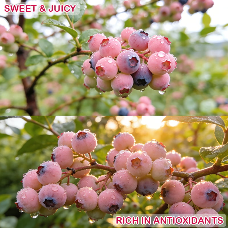 🔥50K+ SOLD!💟Premium Pink Blueberry Seeds -😋A Uniquely Delightful Taste-8POP