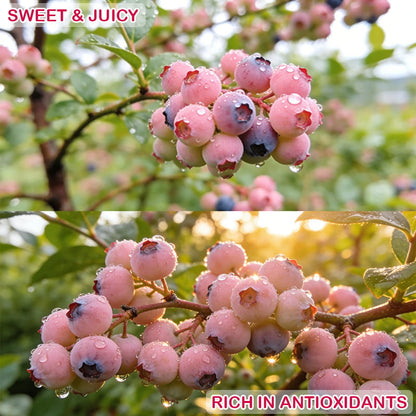 🔥50K+ SOLD!💟Premium Pink Blueberry Seeds -😋A Uniquely Delightful Taste-8POP