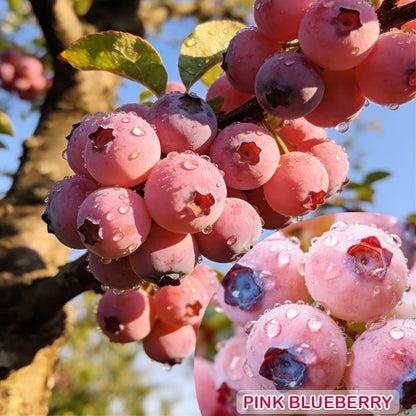 🔥50K+ SOLD!💟Premium Pink Blueberry Seeds -😋A Uniquely Delightful Taste-8POP