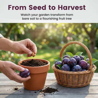 🌳LIMITED-TIME ⏰🍑 Heirloom Non-GMO Grafted Plum Tree Live Seeds-8POP