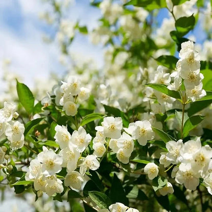 🔥LAST DAY Promotion 49% OFF 🌸Beautiful Jasmine seeds(Can be planted in winter)-8POP