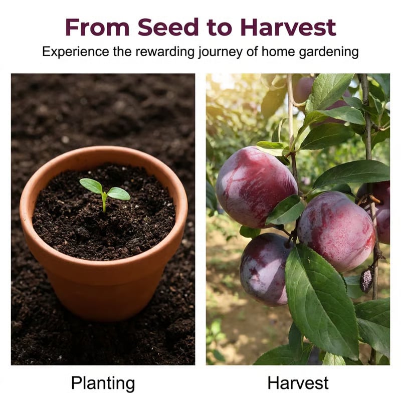 🌳LIMITED-TIME ⏰🍑 Heirloom Non-GMO Grafted Plum Tree Live Seeds-8POP