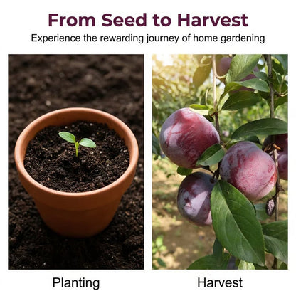 🌳LIMITED-TIME ⏰🍑 Heirloom Non-GMO Grafted Plum Tree Live Seeds-8POP
