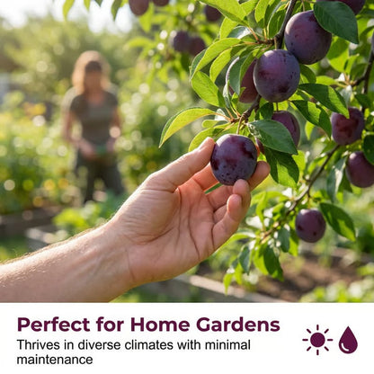 🌳LIMITED-TIME ⏰🍑 Heirloom Non-GMO Grafted Plum Tree Live Seeds-8POP