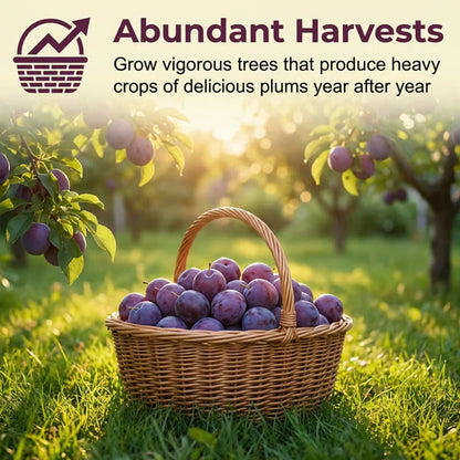 🌳LIMITED-TIME ⏰🍑 Heirloom Non-GMO Grafted Plum Tree Live Seeds-8POP