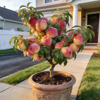 🔥 65K+ SOLD! 🍑 Heirloom Honey Red Dwarf Peach Tree Live Seeds-8POP