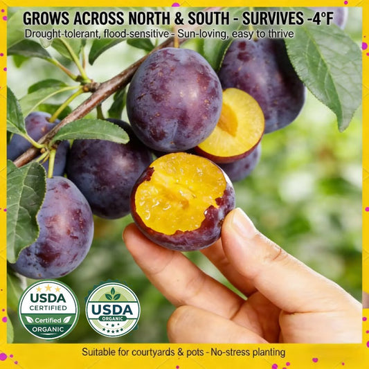 🌳LIMITED-TIME ⏰🍑 Heirloom Non-GMO Grafted Plum Tree Live Seeds-8POP