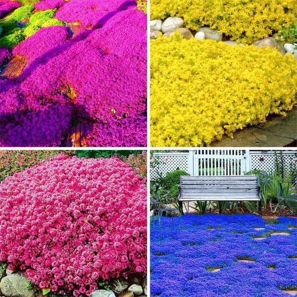 Mixed Color