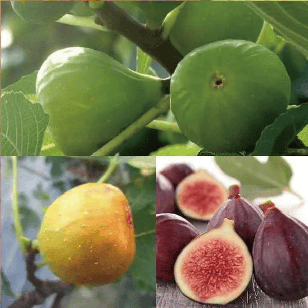 🏆Over 65,000 SOLD!🌿Mission Fig Tree Live Plant Seeds – Easy to grow on your porch and balcony at home-8POP
