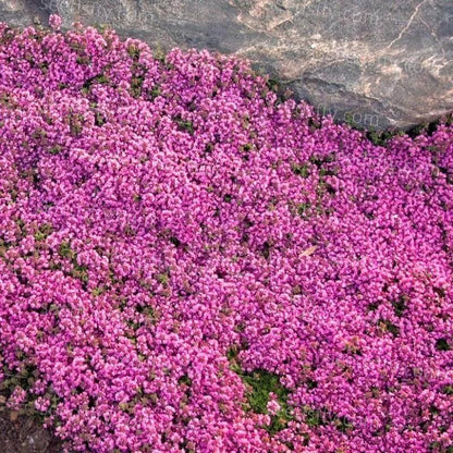 ✨Year-Round Creeping Thyme Seeds🏡| Create your perfect lawn here🌼-8POP
