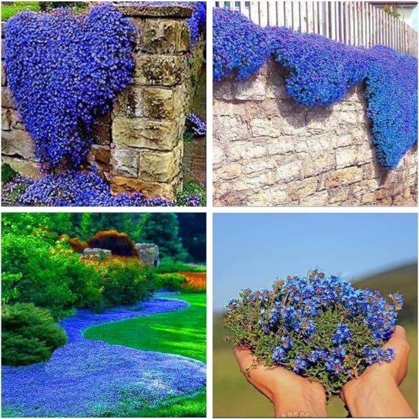 ✨Year-Round Creeping Thyme Seeds🏡| Create your perfect lawn here🌼-8POP