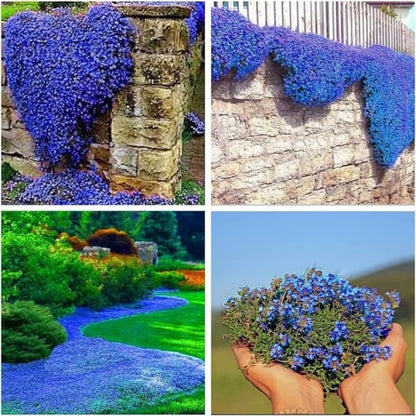 ✨Year-Round Creeping Thyme Seeds🏡| Create your perfect lawn here🌼-8POP
