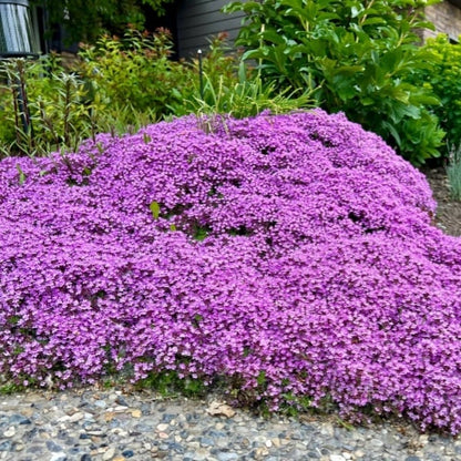 ✨Year-Round Creeping Thyme Seeds🏡| Create your perfect lawn here🌼-8POP