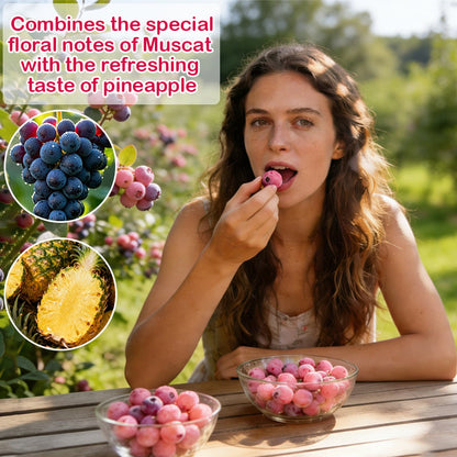 🔥50K+ SOLD!💟Premium Pink Blueberry Seeds -😋A Uniquely Delightful Taste-8POP