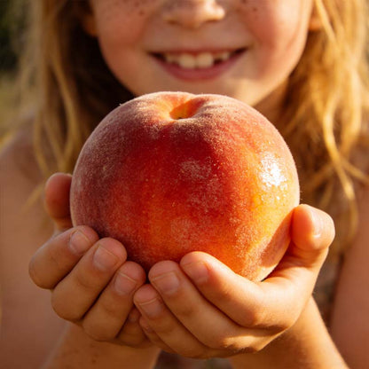🔥 65K+ SOLD! 🍑 Heirloom Honey Red Dwarf Peach Tree Live Seeds-8POP