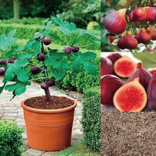 🏆Over 65,000 SOLD!🌿Mission Fig Tree Live Plant Seeds – Easy to grow on your porch and balcony at home-8POP