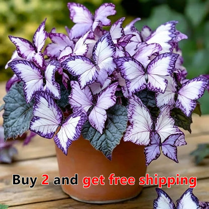 🦋 Moonlight Butterfly Flower Seeds – Stunning Rare Blooms That Transform Any Garden-8POP