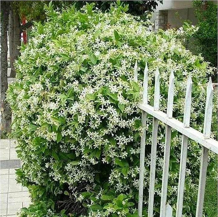 🔥LAST DAY Promotion 49% OFF 🌸Beautiful Jasmine seeds(Can be planted in winter)-8POP