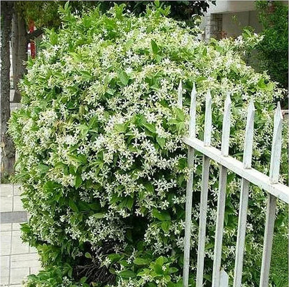 🔥LAST DAY Promotion 49% OFF 🌸Beautiful Jasmine seeds(Can be planted in winter)-8POP