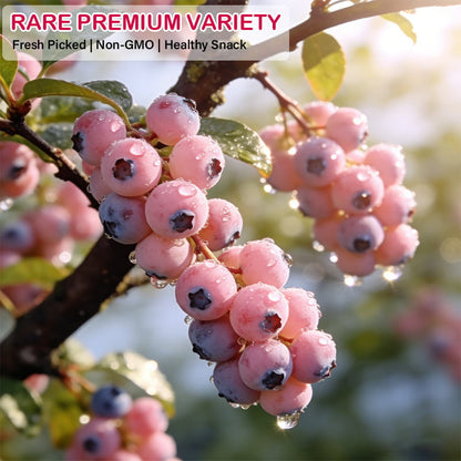 🔥50K+ SOLD!💟Premium Pink Blueberry Seeds -😋A Uniquely Delightful Taste-8POP