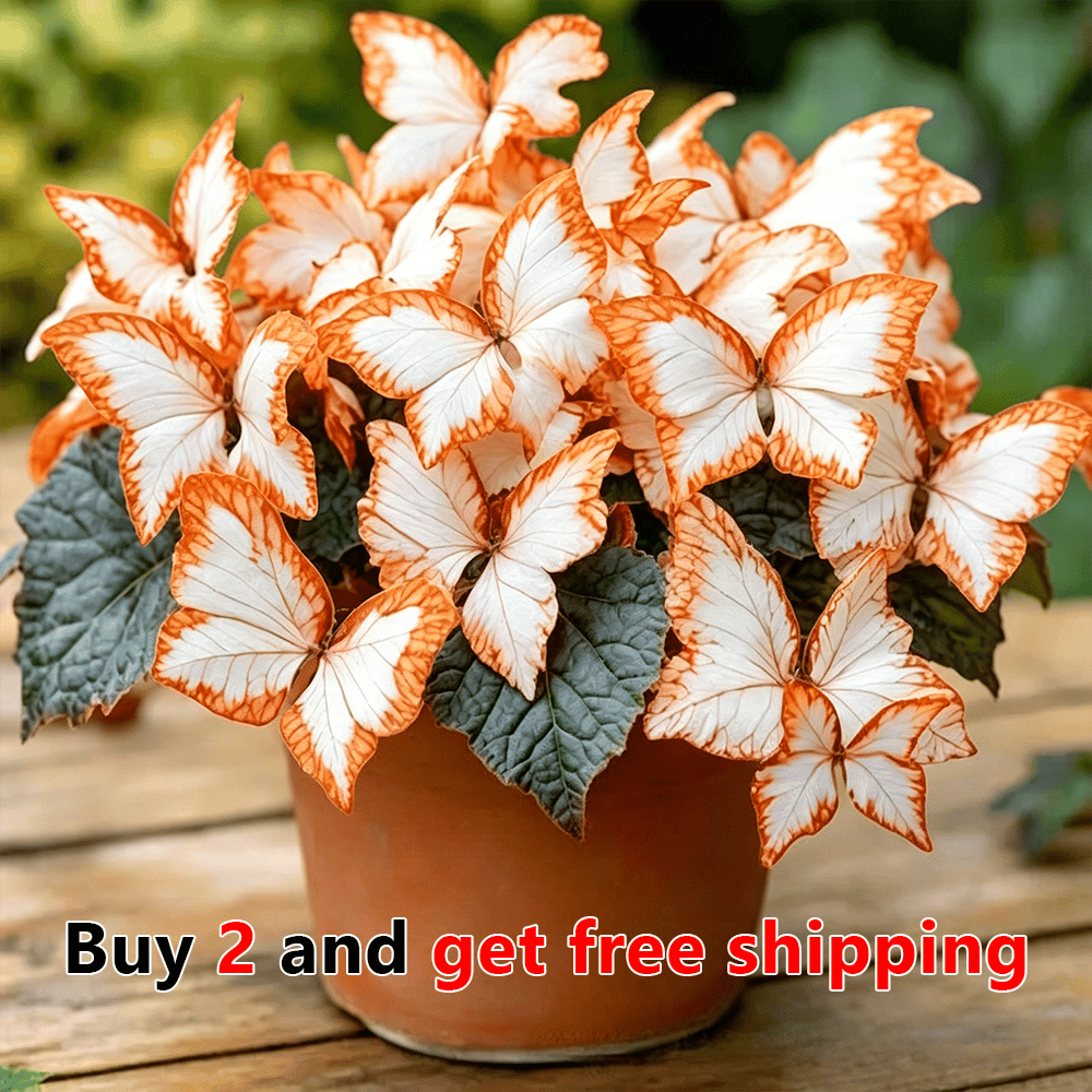 🦋 Moonlight Butterfly Flower Seeds – Stunning Rare Blooms That Transform Any Garden-8POP