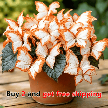 🦋 Moonlight Butterfly Flower Seeds – Stunning Rare Blooms That Transform Any Garden-8POP