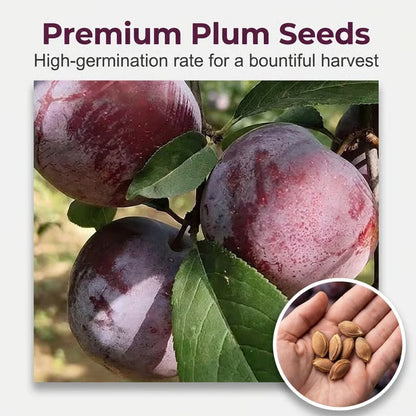 🌳LIMITED-TIME ⏰🍑 Heirloom Non-GMO Grafted Plum Tree Live Seeds-8POP