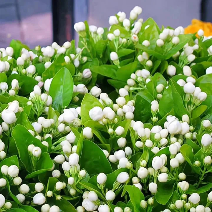 🔥LAST DAY Promotion 49% OFF 🌸Beautiful Jasmine seeds(Can be planted in winter)-8POP