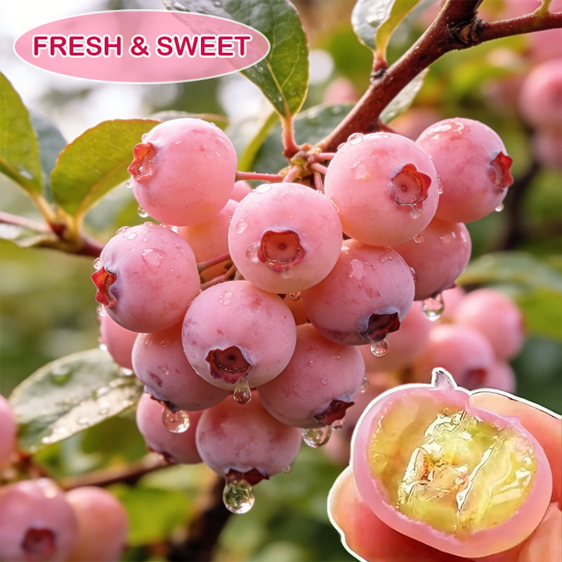 🔥50K+ SOLD!💟Premium Pink Blueberry Seeds -😋A Uniquely Delightful Taste-8POP
