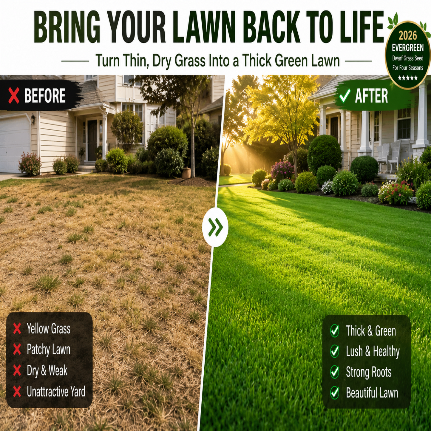Bring Your Lawn Back to Life 🔥🌱2026 Evergreen Dwarf Grass Seed for Four Seasons-8POP