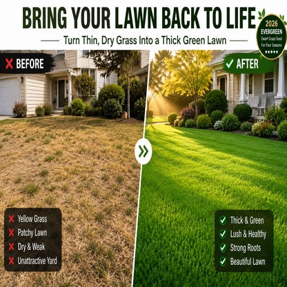 Bring Your Lawn Back to Life 🔥🌱2026 Evergreen Dwarf Grass Seed for Four Seasons-8POP