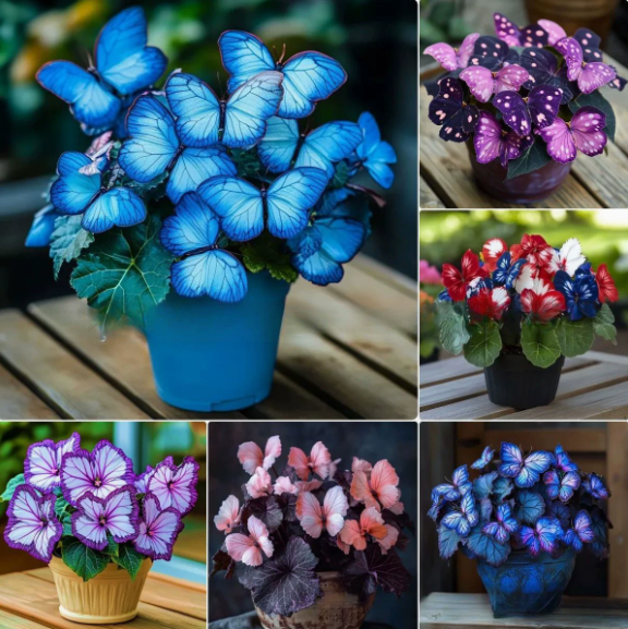 🌸 Moonlight Butterfly Flower Seeds-8POP