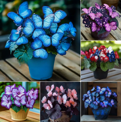 🌸 Moonlight Butterfly Flower Seeds-8POP