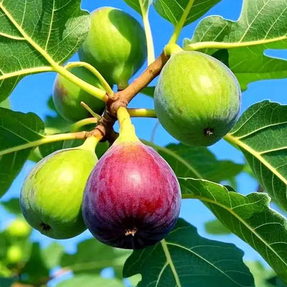 🏆Over 65,000 SOLD!🌿Mission Fig Tree Live Plant Seeds – Easy to grow on your porch and balcony at home-8POP