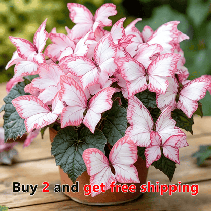 🦋 Moonlight Butterfly Flower Seeds – Stunning Rare Blooms That Transform Any Garden-8POP