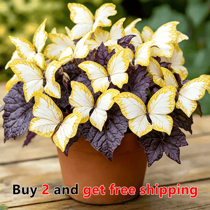 🦋 Moonlight Butterfly Flower Seeds – Stunning Rare Blooms That Transform Any Garden-8POP
