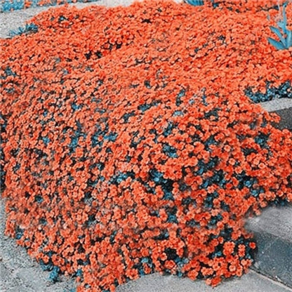 ✨Year-Round Creeping Thyme Seeds🏡| Create your perfect lawn here🌼-8POP