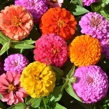 🌺 Grow a Garden Full of Giant Colorful Blooms -8POP