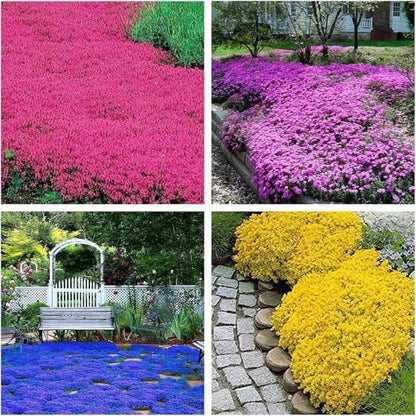 ✨Year-Round Creeping Thyme Seeds🏡| Create your perfect lawn here🌼-8POP