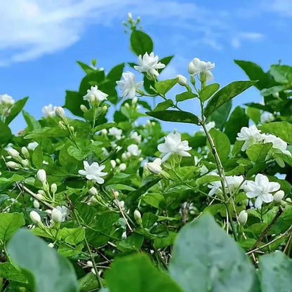 🔥LAST DAY Promotion 49% OFF 🌸Beautiful Jasmine seeds(Can be planted in winter)-8POP