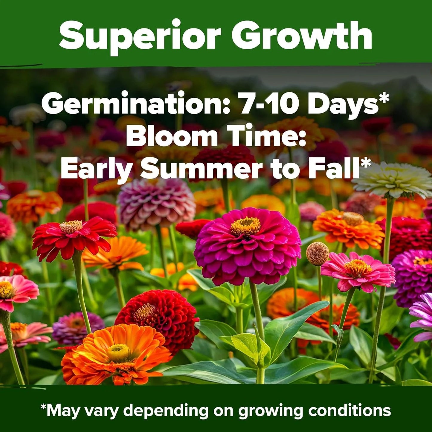 🌺 Grow a Garden Full of Giant Colorful Blooms -8POP