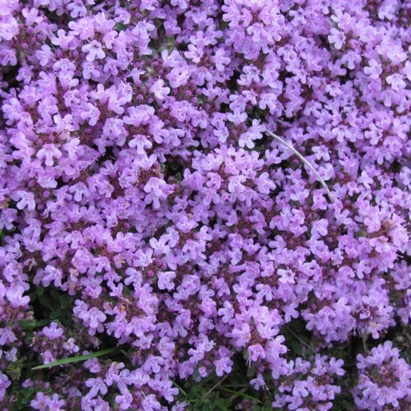 ✨Year-Round Creeping Thyme Seeds🏡| Create your perfect lawn here🌼-8POP