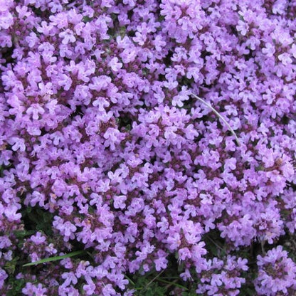 ✨Year-Round Creeping Thyme Seeds🏡| Create your perfect lawn here🌼-8POP