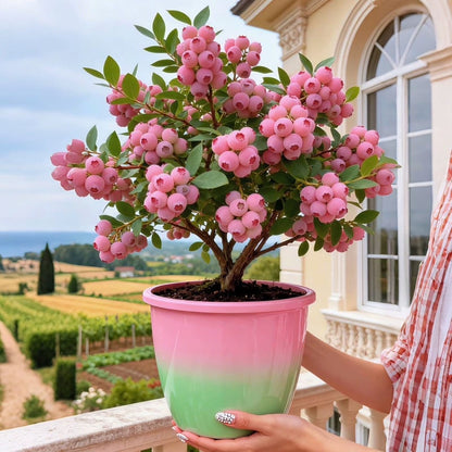🔥50K+ SOLD!💟Premium Pink Blueberry Seeds -😋A Uniquely Delightful Taste-8POP